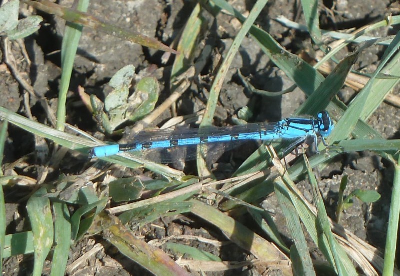 Coenagrion sp. in Georgia